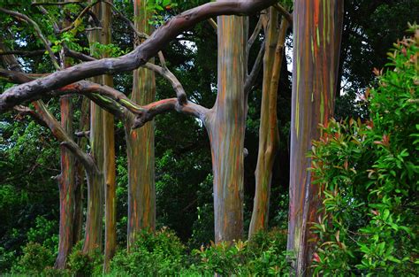 How To Grow And Care For A Rainbow Eucalyptus Tree