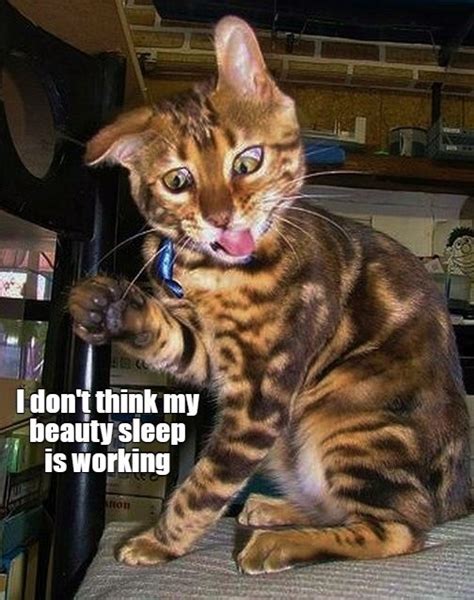 I Wake Up Confused Lolcats Lol Cat Memes Funny Cats Funny Cat