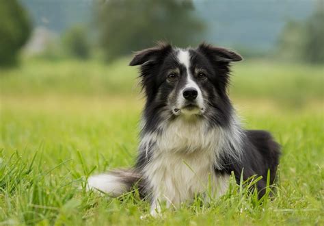 11 Stunning Border Collie Colors Coat Markings And Pictures