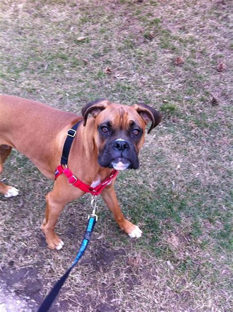 Does He Look Skinny Boxer Forum Boxer Breed Dog Forums
