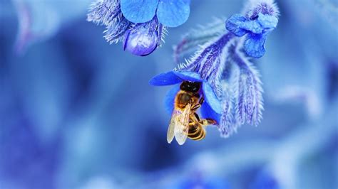 wallpaper 1920x1080 px bees blossoms blue depth of field flowers insect macro nature