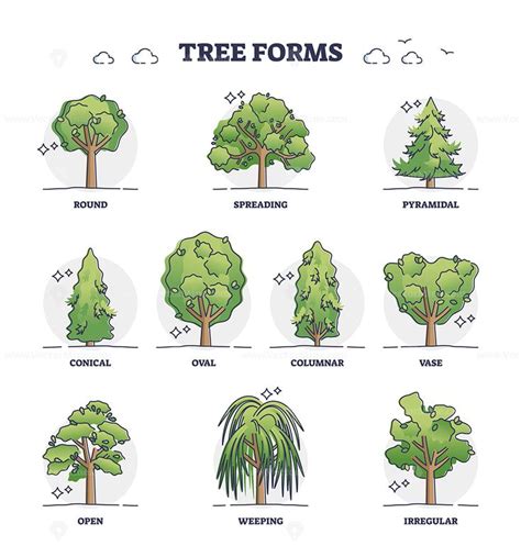 Tree Forms Or Wood Vegetation Shapes With Various Examples Outline