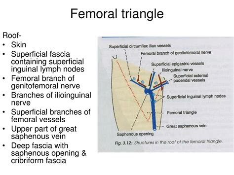 Femoral Triangle Diagram Diagram Media