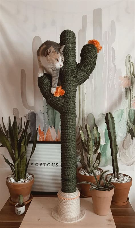 Cactus Cat Tree Instagram Cats Care Health And Cat Care