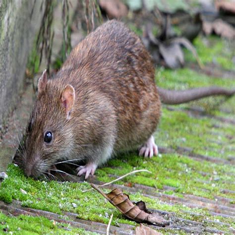 Brown Rats Olde English Pest Control