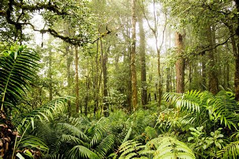 Sarà Protetta Unimportante Area Della Foresta Pluviale Di Sumatra