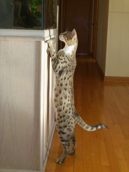 Check out our post about their characteristics and general facts about this feline. Savannah Cat Chat Photo Gallery — Agato Savannah Cats