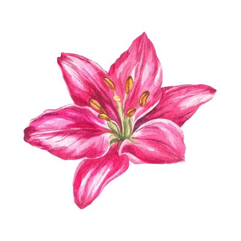 Premium Photo Watercolor Illustration Of A Lily