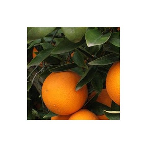 Citrus Sinensis Oranger