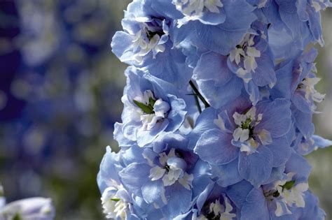 Delphinium X Cultorum Magic Fountains Sky Blue White Bee Proctors