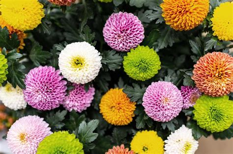 Meaning And Symbolism Of Different Color Chrysanthemums Lovetoknow
