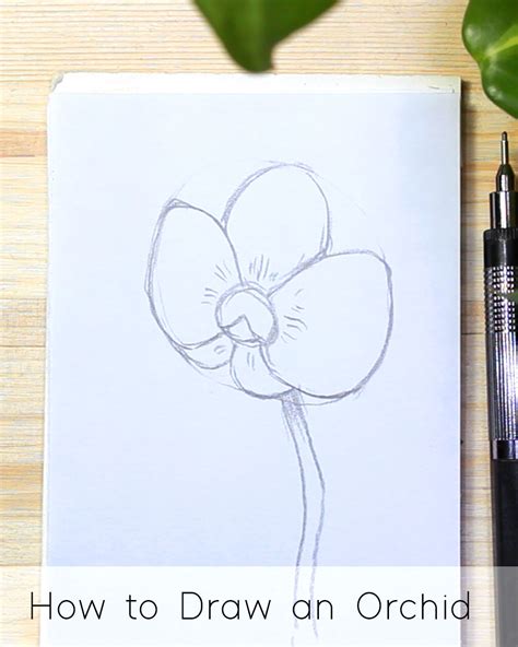 How To Draw An Orchid Step By Step For Beginners Jeyram Drawing