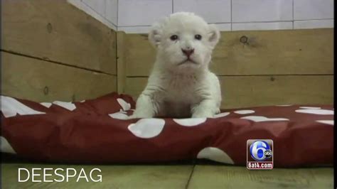 Rare Baby White Lion Born In Serbia Cute Lion Cub Roars For Cameras