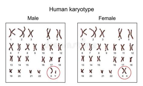 Variazioni Nel Numero E Nella Struttura Dei Cromosomi Microbiologia
