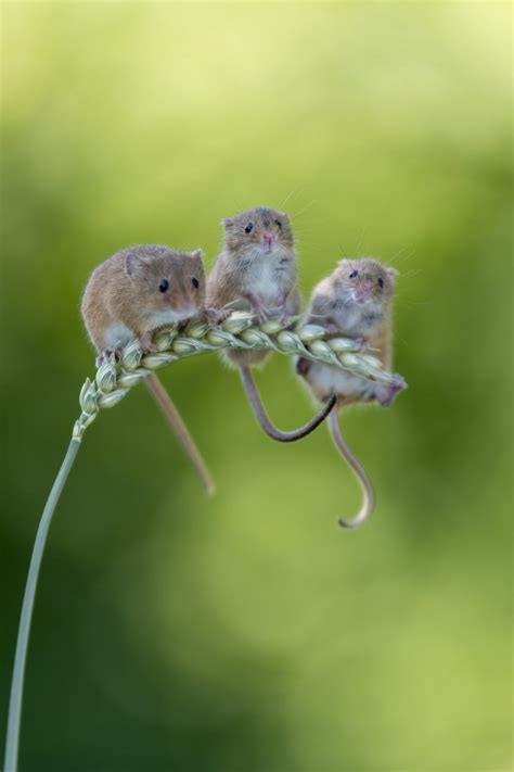 A Photographer Has Managed To Capture Three Harvest Mice Sitting On A
