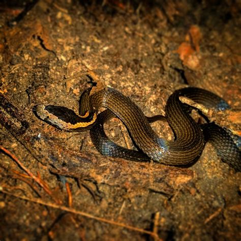 Golden Crowned Snake Reptiles Of Tamborine Mountain Qld · Inaturalist