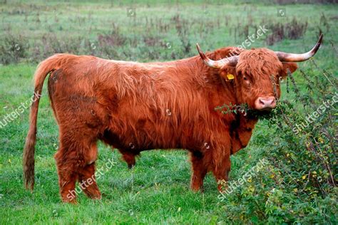 Highland Cattle Bos Taurus Bull Pasture Editorial Stock Photo Stock