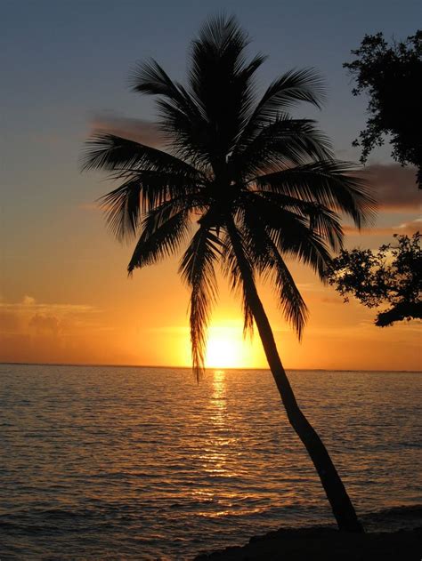 Palm Tree Palm Tree Sunset
