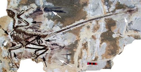 All Dinosaurs Probably Had Feathers According To New Study