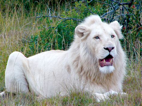 South africa v british & irish lions: Get to Know Wildlife on a South Africa Safari | Goway
