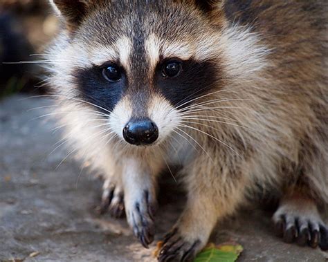 Raccoons And Dogs A Very Real Threat