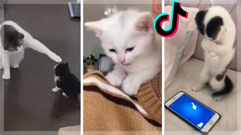 Kitten Memes That Make You Want A Cat Immediately Shorts YouTube