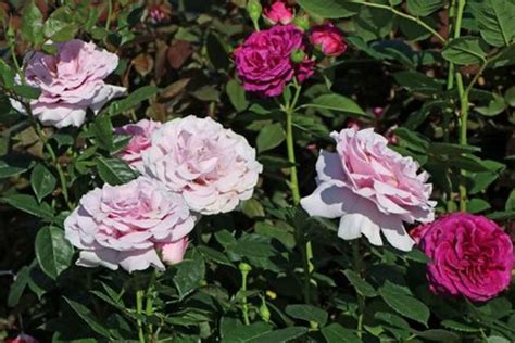 Pacific Blue Hybrid Tea Garden Roses Pococks Roses The Cornish Rose Company