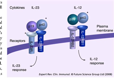 Psoriasis Genetics And Il 23 And Il 12 Signaling Strong Association