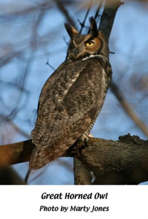 Great Horned Owls Indiana Audubon