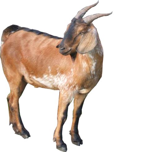 Gambar Kambing Png 58 Koleksi Gambar