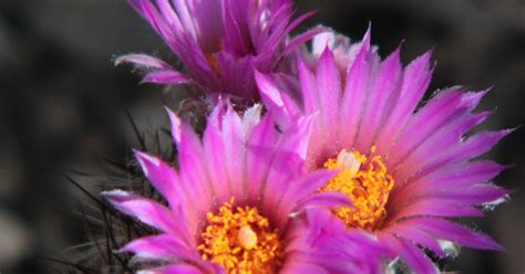 Rock Oak Deer Foxtail Cactus Blooms