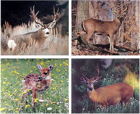 Different Types Of Deer Ph