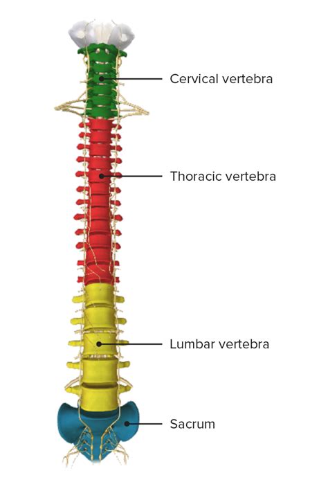 Columna Vertebral Anatomía Concise Medical Knowledge