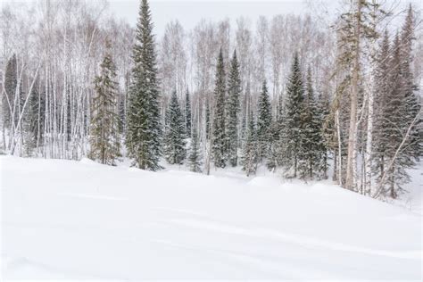 Winter Forest Taiga Forest In Winter In Siberia Taiga Pines In The