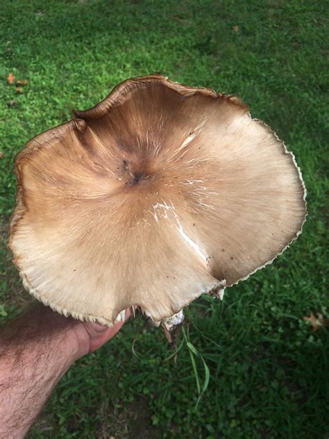 Id Request Large Brown Mushroom Mushroom Hunting And Identification