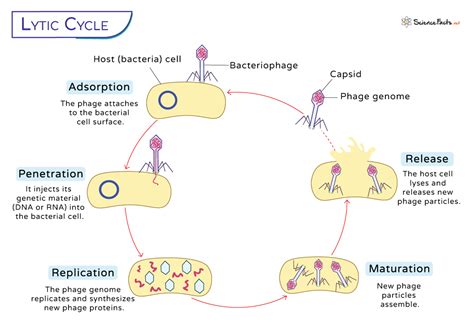 Lytic Cycle Definition Steps And Diagram