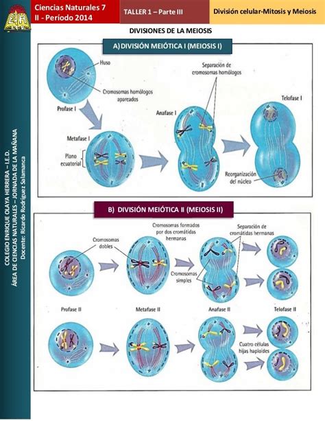 Taller Meiosis Mitosis Y Meiosis Map Nuclear Membrane Dna Synthesis