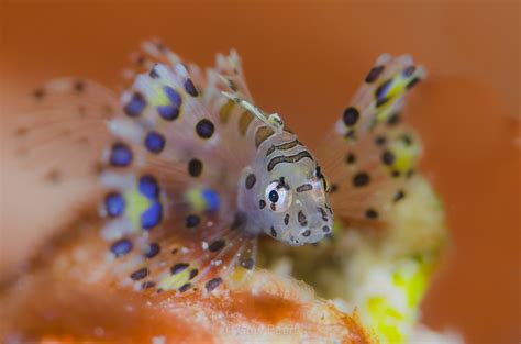 Juvenile Lionfish 1 Gary Peart Flickr