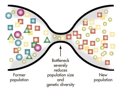 The Great Genetic Bottleneck That Contradicts Ken Hams Radical