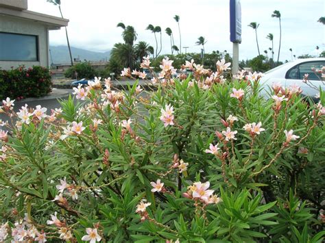 Petite Pink Oleander Herbarium California Gardens