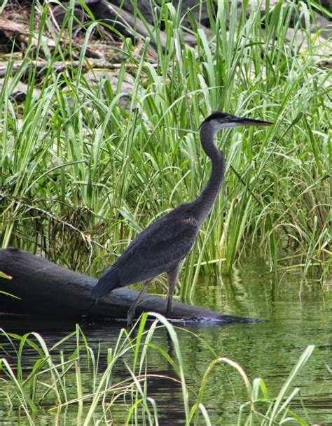 48 Great Blue Heron Wallpaper Wallpapersafari