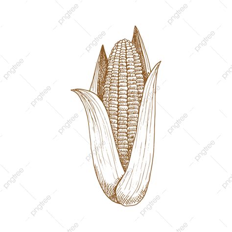 Corn Cob Vector Hd Png Images Maize Corn Cob With Leaves Isolated