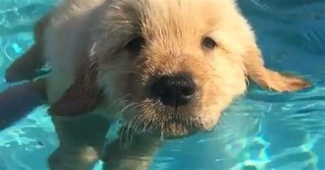 Dogspuppiesforsalecom Liked The Cutest Puppy Ever Trying To Swim