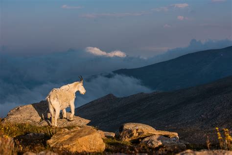 Mountain Goat Sean Crane Photography