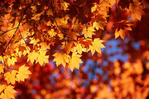 What Autumn Leaves Teach Us About Nature And Ourselves Human Parts