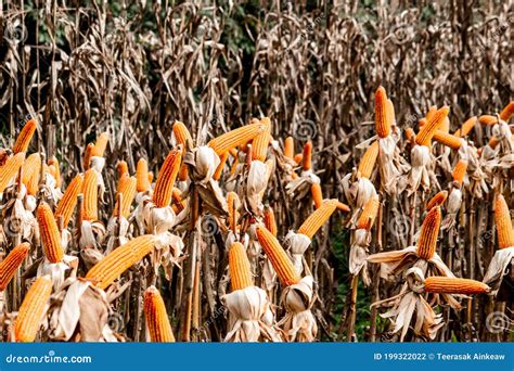 Dry Corn Cob With Mature Yellow Corn Growing Ready For Harvest In An