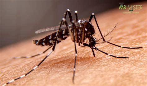 Understanding Different Types Of Mosquitoes Mr Mister Mosquito Control