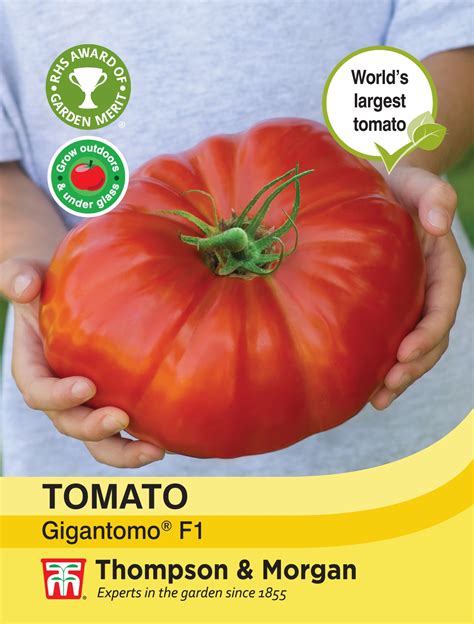 Tomato Gigantomo F1 Thompson And Morgan Seed Pack Horticentre