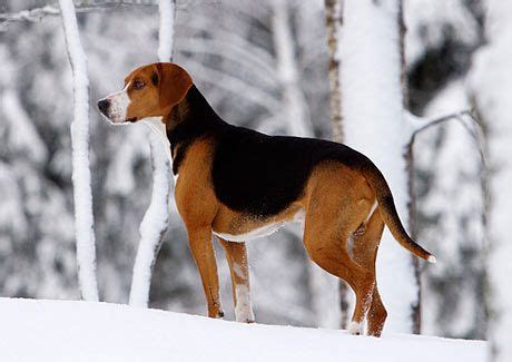 Le hamilton stövare est un chien chien courant connu et réputé pour ses qualités pour la chasse au renard et au lièvre. Hamiltonstövare (Hamiltonstovare), Hamilton Hound, Swedish ...