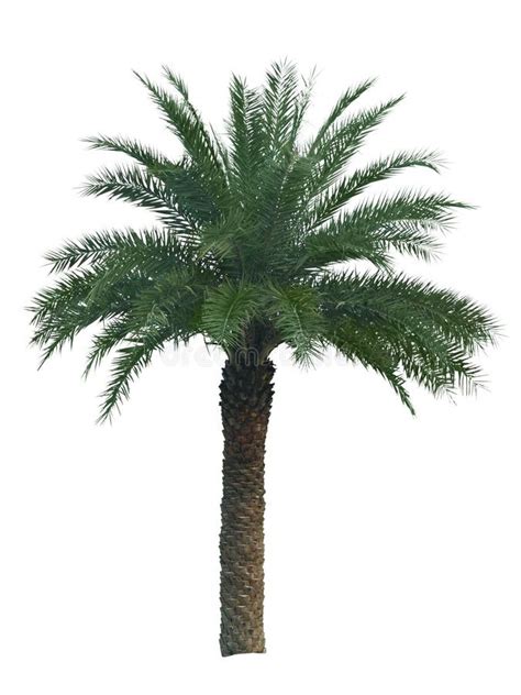 Palm Tree Isolated On White Background Clipping Path Included Stock